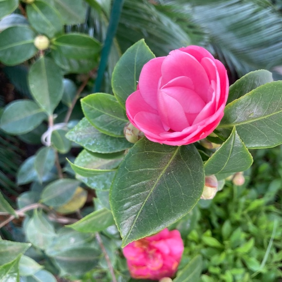 Meet your Posher, Sabrina - Picture 1 of 1